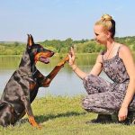 Doberman Anjing Penjaga Mulai Dari Rumah Maupun Properti