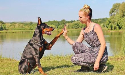 Doberman Anjing Penjaga Mulai Dari Rumah Maupun Properti