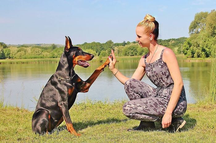 Doberman Anjing Penjaga Mulai Dari Rumah Maupun Properti