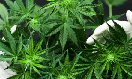 Cannabis Sativa Atau Ganja Sejak Lama Sudah Di Konsumsi
