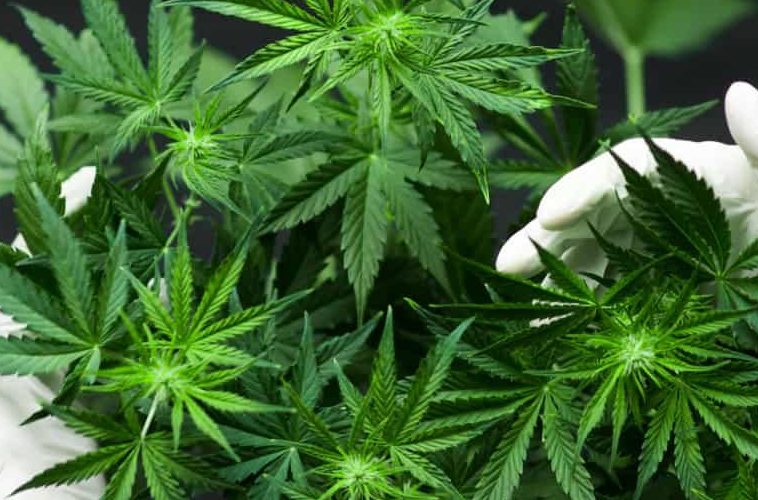 Cannabis Sativa Atau Ganja Sejak Lama Sudah Di Konsumsi