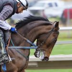 Menunggangi Kuda Merupakan Salah Satu Olahraga Mahal