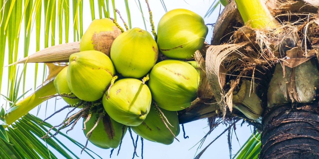 Khasiat Alami Dari Buah Pohon Kelapa Yang Segar