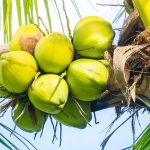 Khasiat Alami Dari Buah Pohon Kelapa Yang Segar