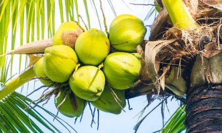 Khasiat Alami Dari Buah Pohon Kelapa Yang Segar