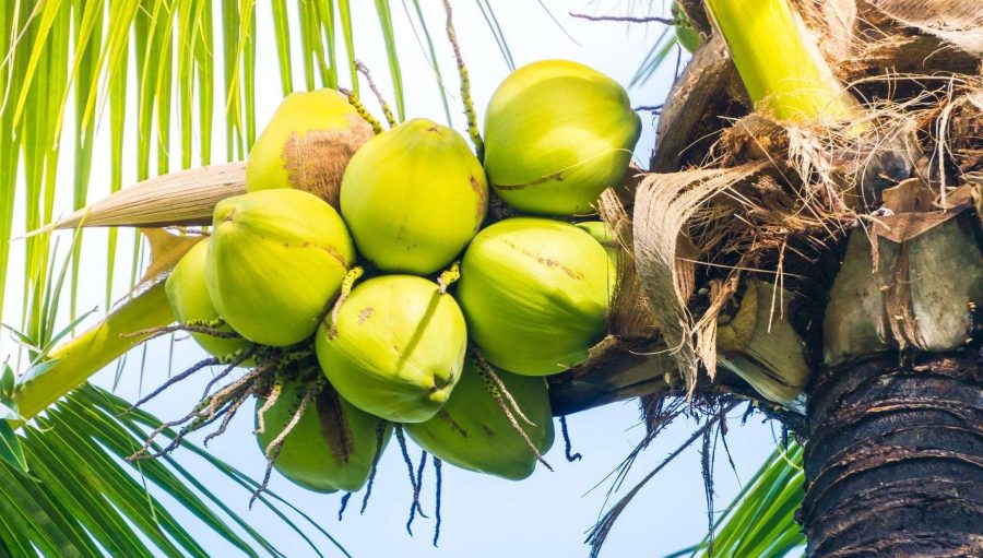 Khasiat Alami Dari Buah Pohon Kelapa Yang Segar