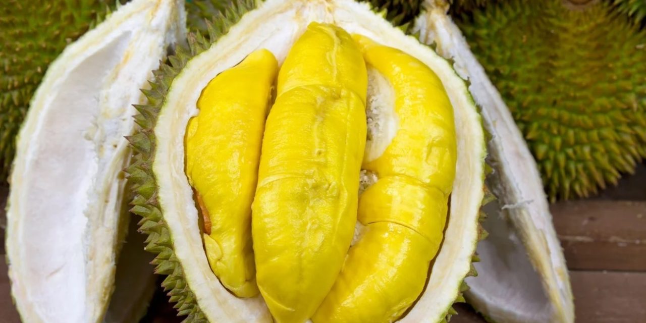 Terkenalnya Durian Buah Di Negara Tropis Yang Wangi