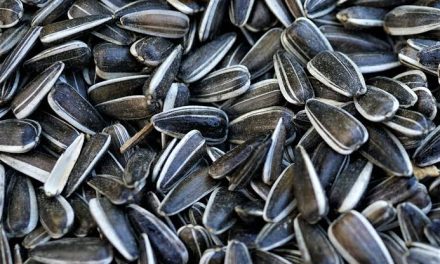 Keunikan Makanan Kuaci Yang Cukup Lucu