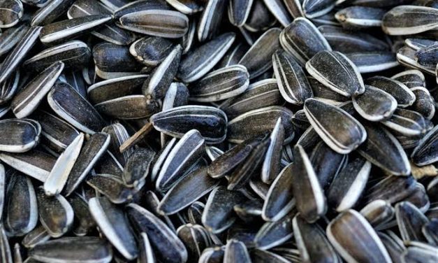 Keunikan Makanan Kuaci Yang Cukup Lucu