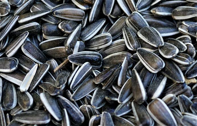 Keunikan Makanan Kuaci Yang Cukup Lucu