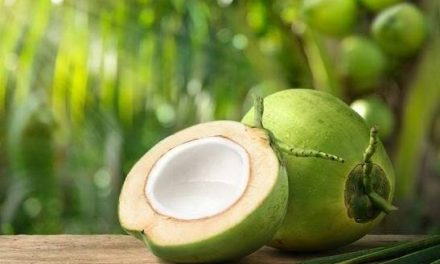 Sebuah Hasil Alam Kelapa Dengan Manfaatnya